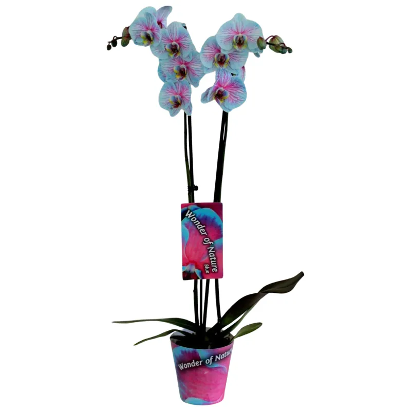 Phalaenopsis Wonder Nature, 2 tije, D12 x H50 cm