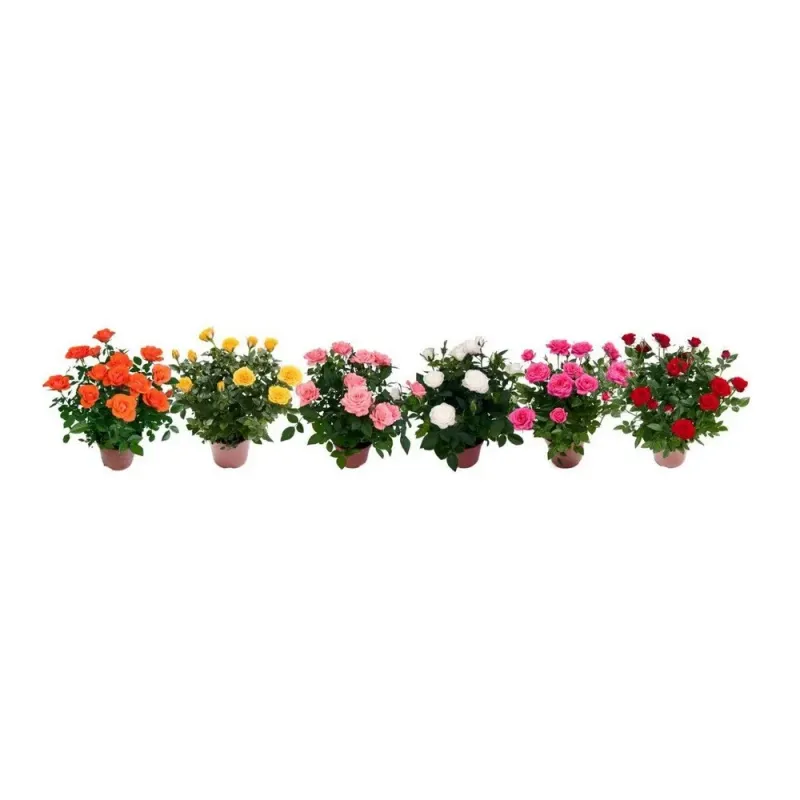 Planta in ghiveci Trandafir Rosa Mix, inaltime 20 - 30 cm, diverse culori