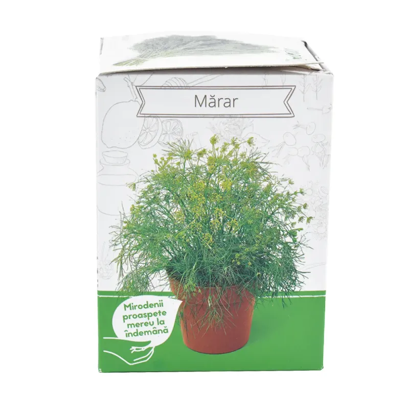 Marar /anethum graveolens