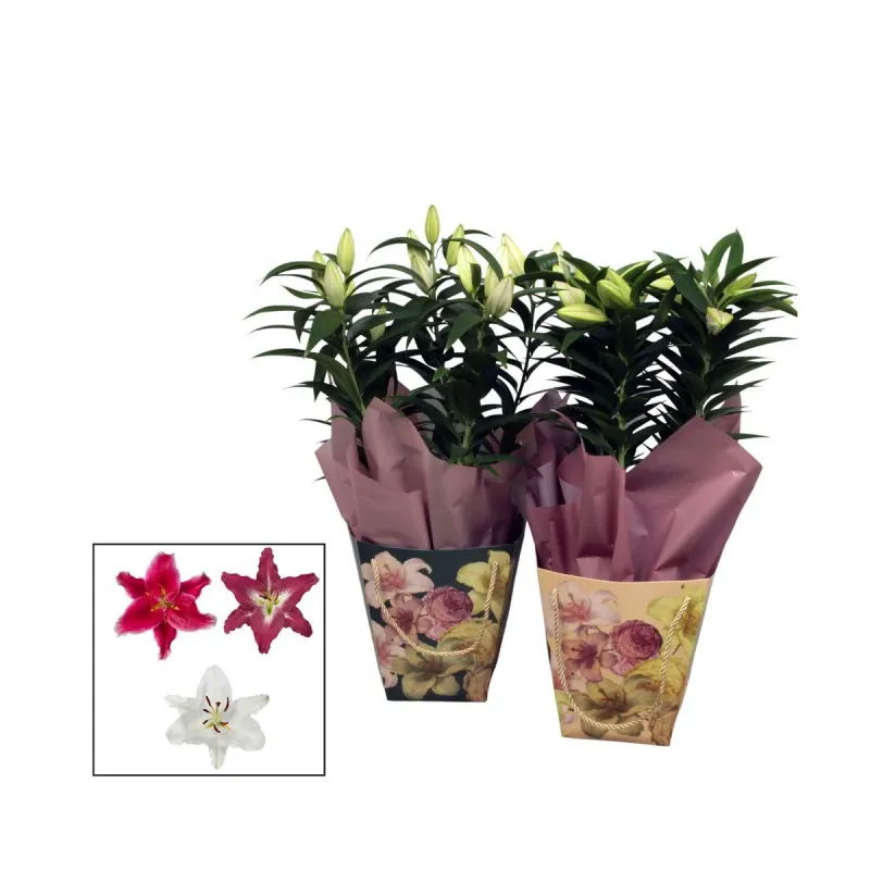 Crin Oriental Punga, D17 x H50 cm
