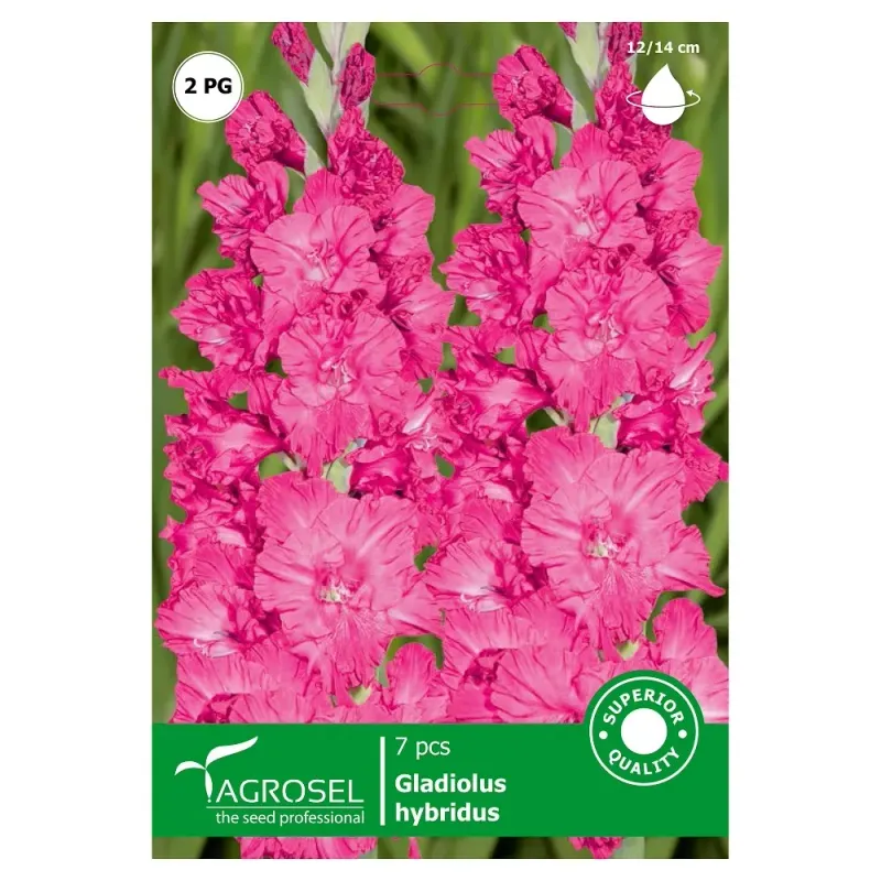 Gladiole Roz