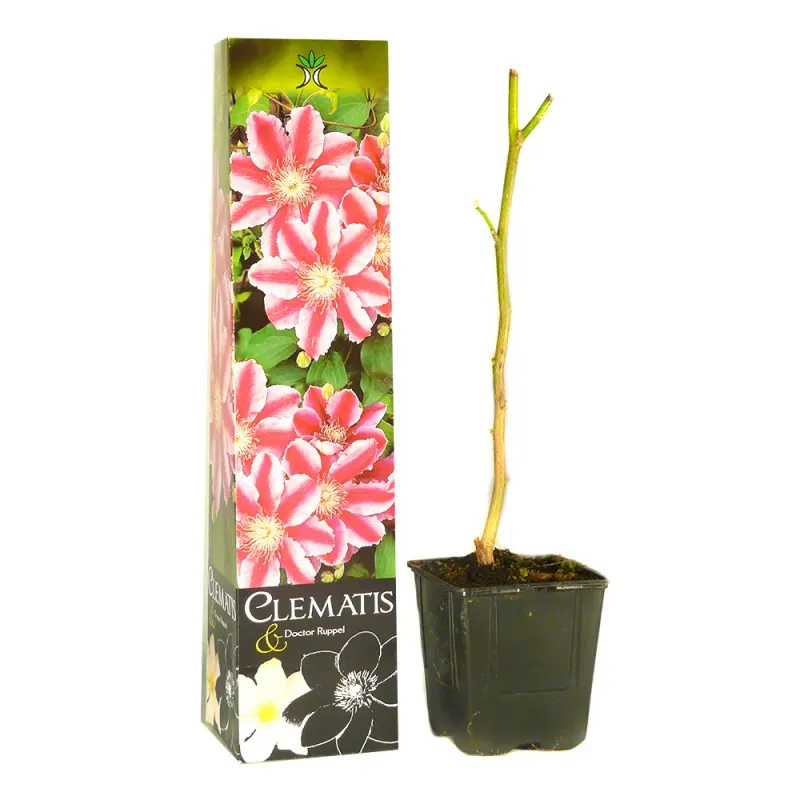 Clematis in ghiveci si tub de carton