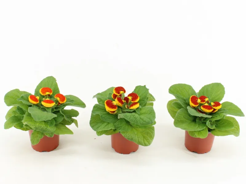 Calceolaria, planta ornamentala, D10 x H25 cm