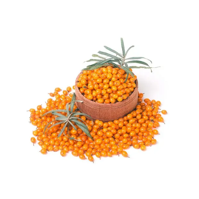 Catina Hippophae rhamnoides, planta fructifera