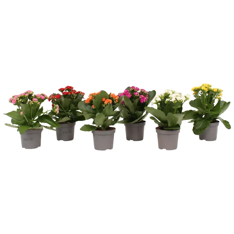 Kalanchoe Double, planta ornamentala, D9 x H15-20 cm