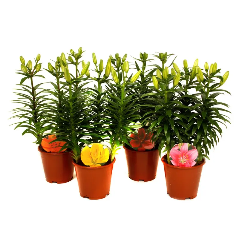 Planta decorativa in ghiveci Lilium aziatische Mix (Crin)