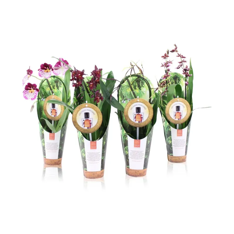 Phalaenopsis Mix Parfume Cover, D9 x H35 cm