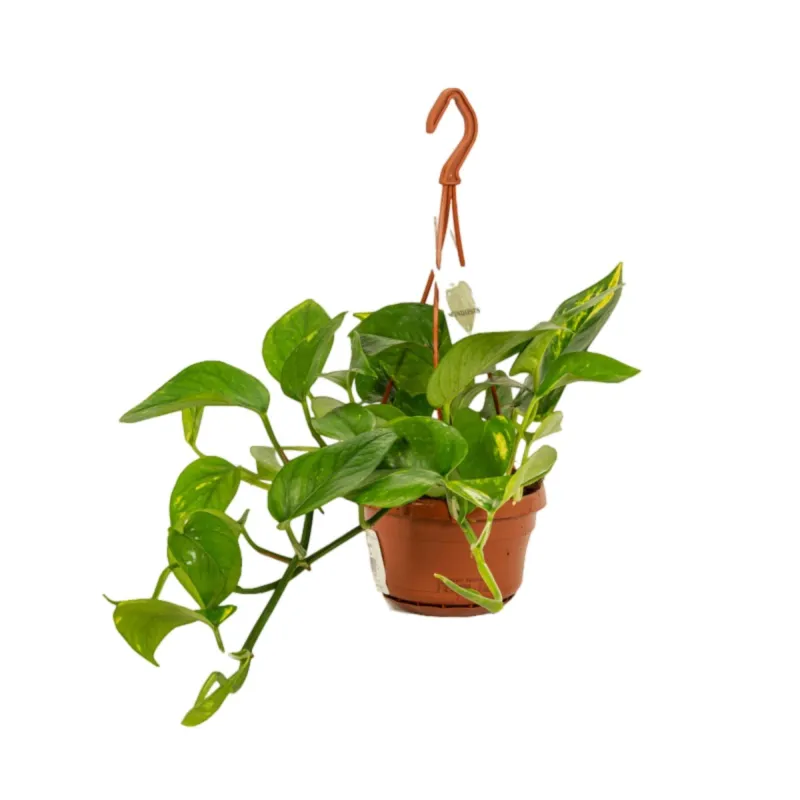 Planta curgatoare Epipremnum Aureum - 45 cm, Verdena