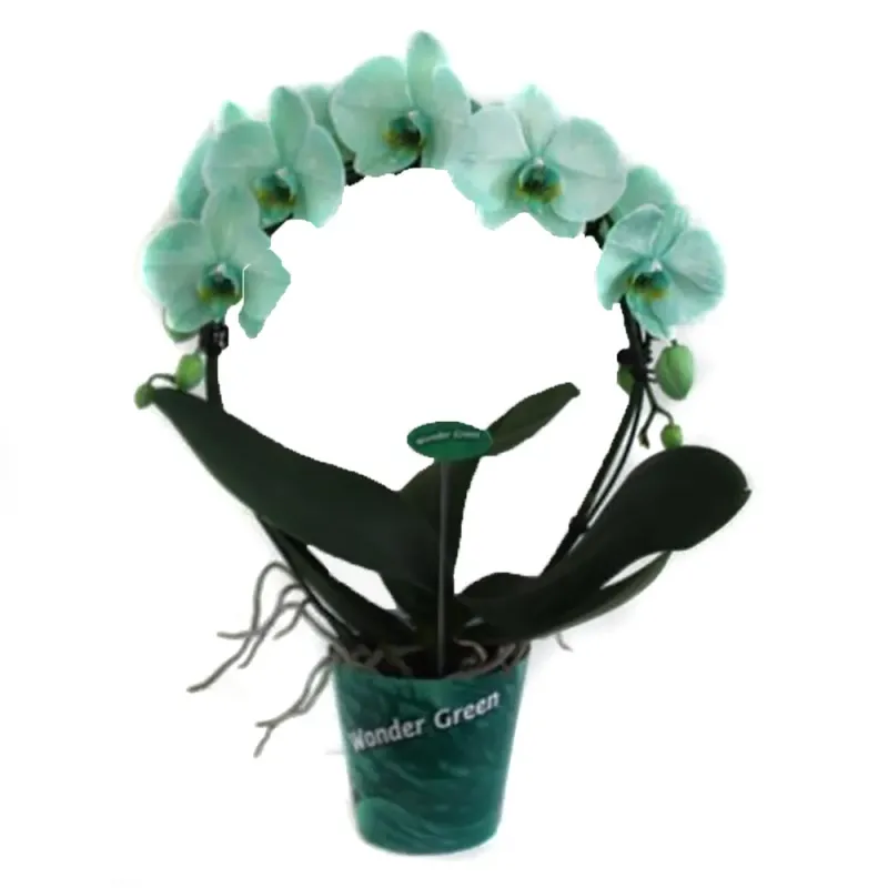 Planta decorativa Phalaenopsis Wonder Circle Mix