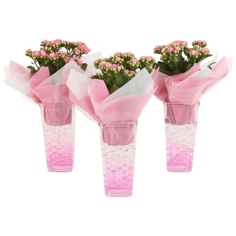 Kalanchoe in vaza roz, D9 x H30 cm