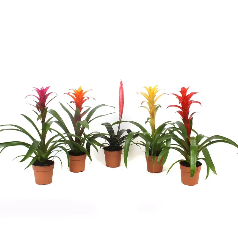 Planta in ghiveci Bromelia, diverse culori