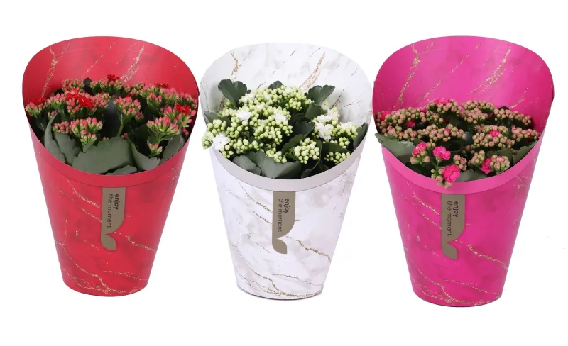 Kalanchoe Cover, planta ornamentala, D15 x H27 cm