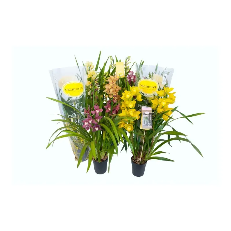 Planta in ghiveci Cymbidium mix, 50-70cm