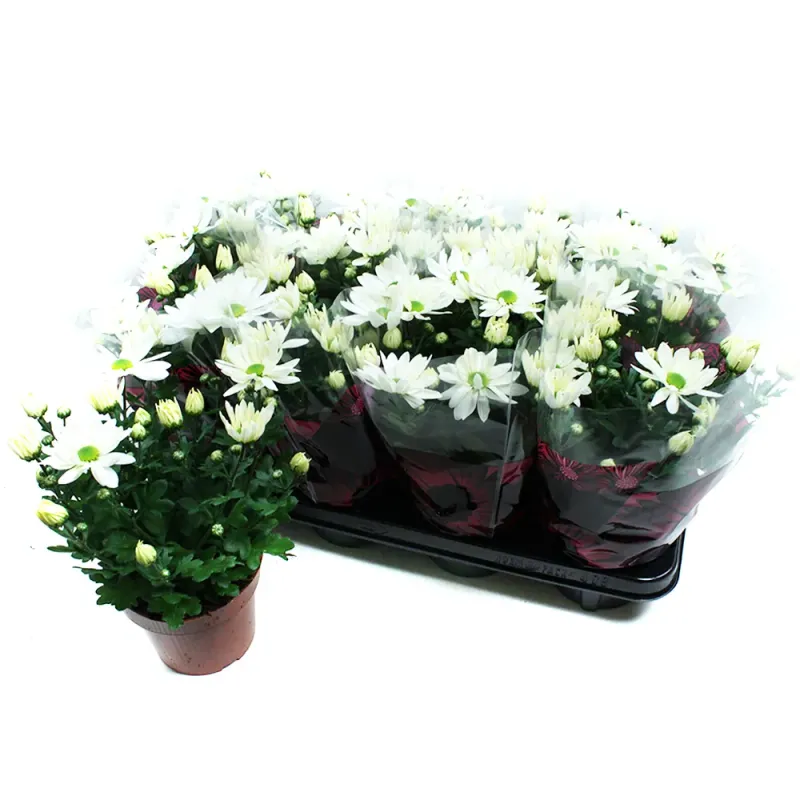 Planta decorativa de exterior Crizantema Chrystal white