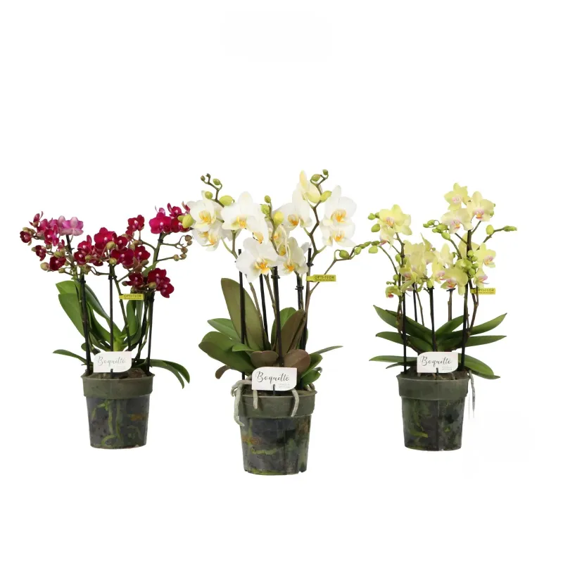 Phalaenopsis 3-5 tije Mix, planta ornamentala, D12 x H35 cm