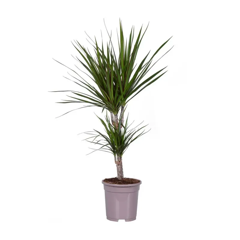 Planta in ghiveci Dracaena Marginata Toef