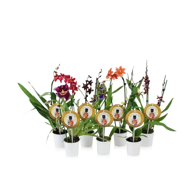Phalaenopsis Inca Mix Parfume, D9 x H35 cm
