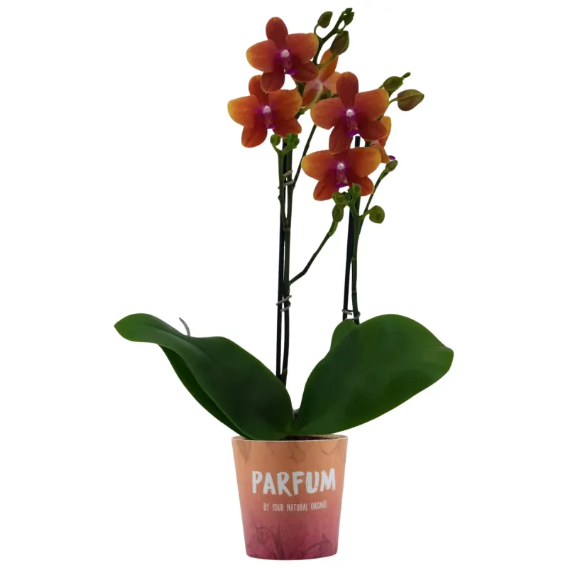 Phalaenopsis Parfume 2 tije, D12 x H40-50 cm