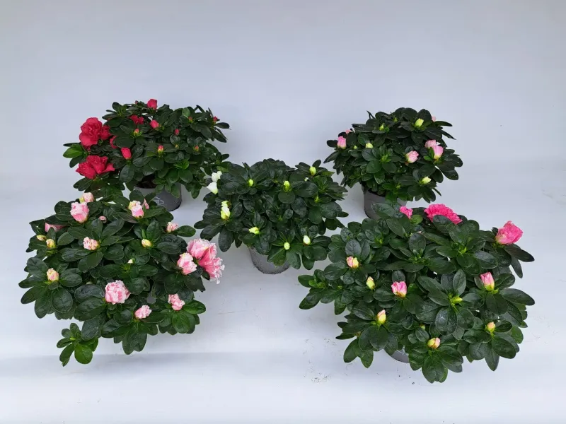 Azalea Mix, arbust ornamental