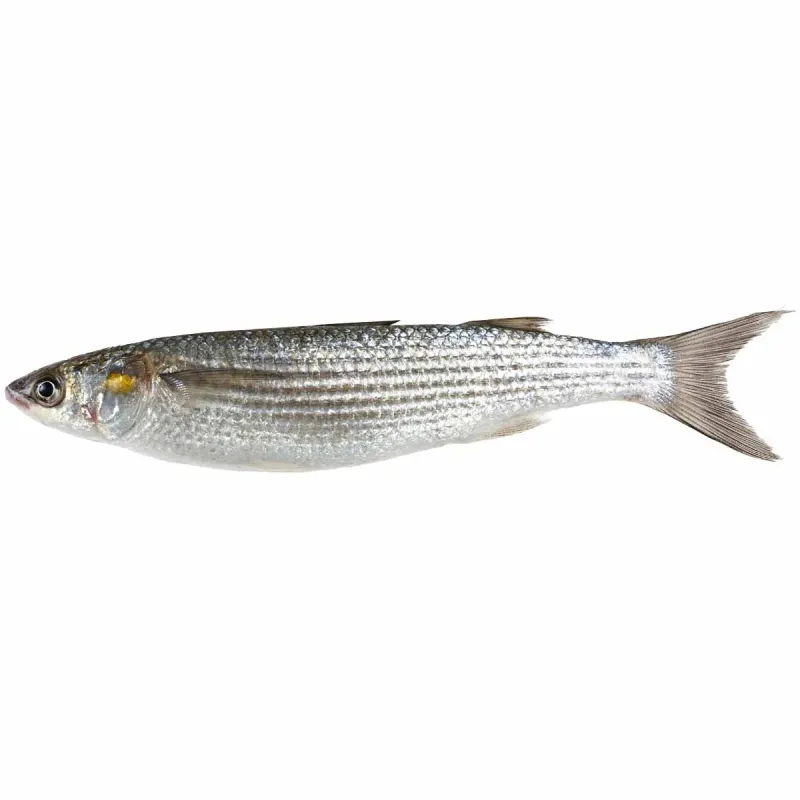 Chefal, +/- 1 kg