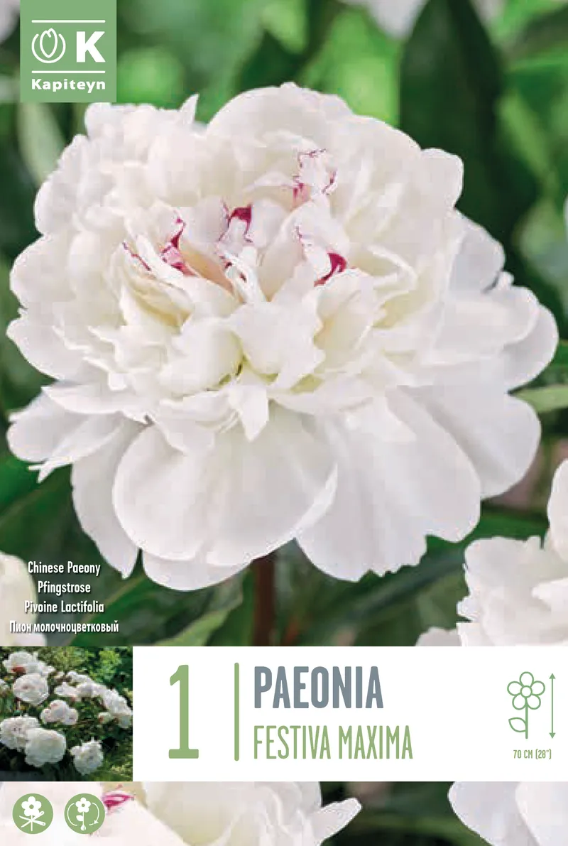 Bulbi Paeonia lactiflora Festiva Maxima