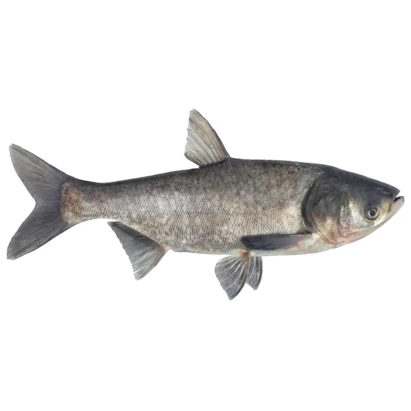 Novac eviscerat, +/- 4 kg
