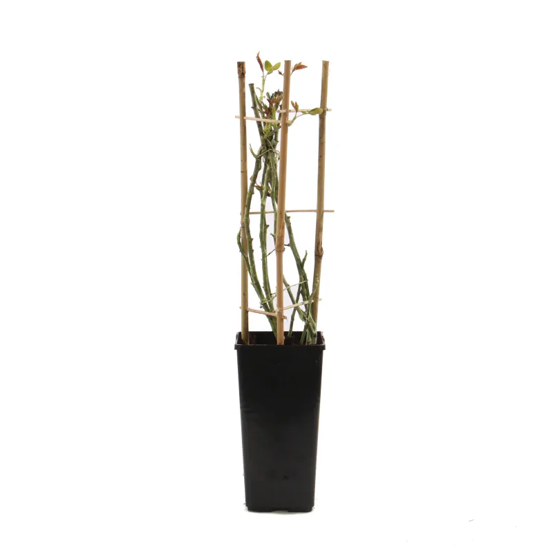 Trandafiri cataratori, diverse soiuri, H 60 cm | Dedeman