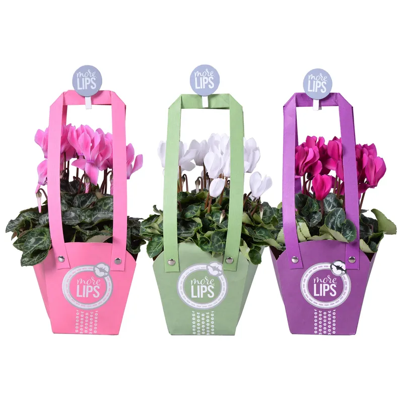 Cyclamen Mix Punga, planta ornamentala, D12 x H20 cm