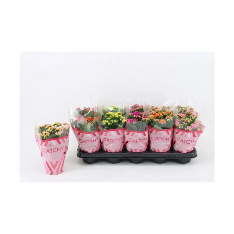 Kalanchoe, planta ornamentala, D10.5 x H23 cm