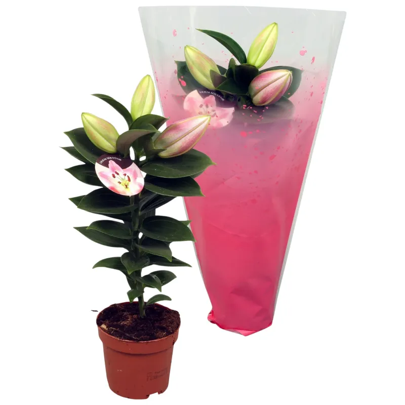 Crin Oriental Roz 1 tija, D10 x H30 cm