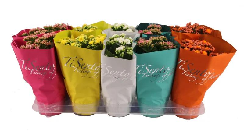 Kalanchoe Calandiva Mix, planta ornamentala, D12 x H27 cm