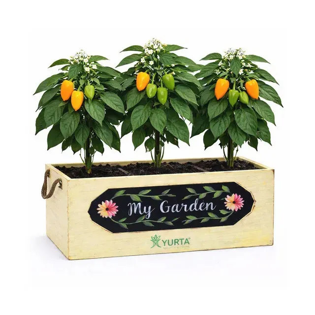 Ladita lemn My Garden L, ardei rosu, rasaduri