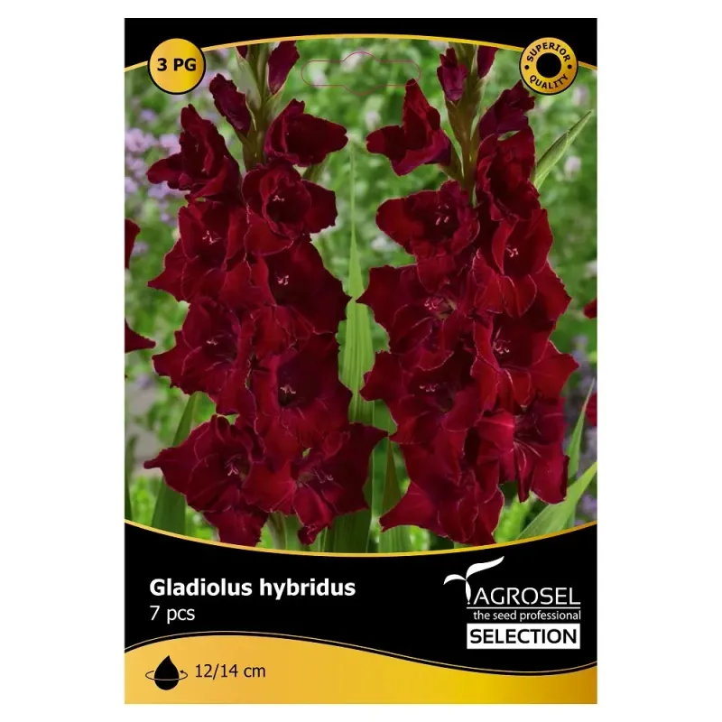 Gladioulus Black Star