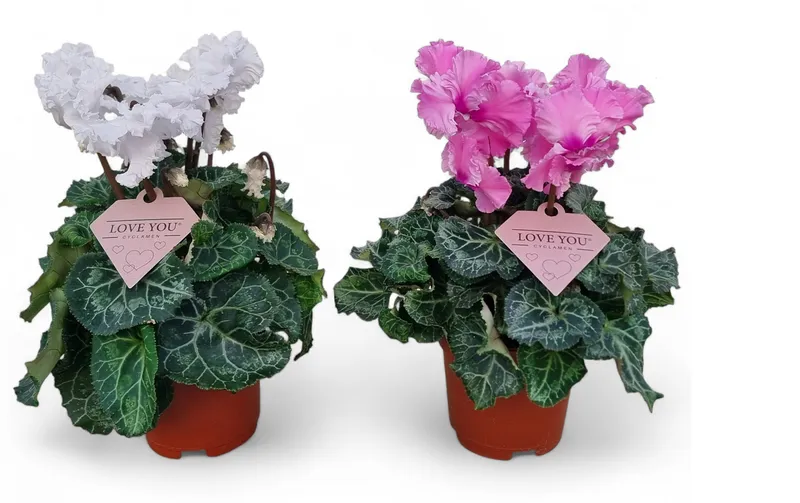 Cyclamen Cret Mix, planta ornamentala, D10.5 x H20 cm