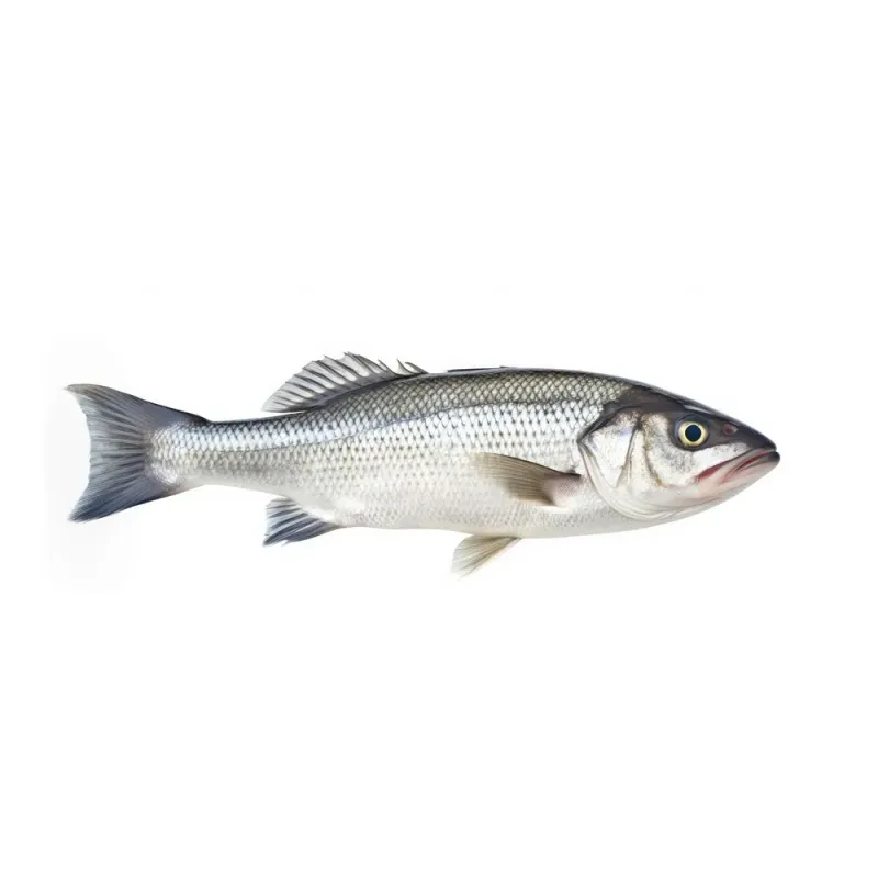 Biban de mare 400/600, +/- 1 kg