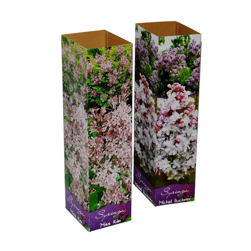 Planta decorativa Liliac