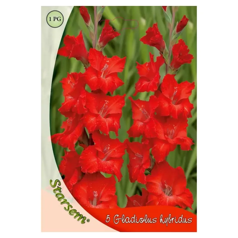 Gladiole Red