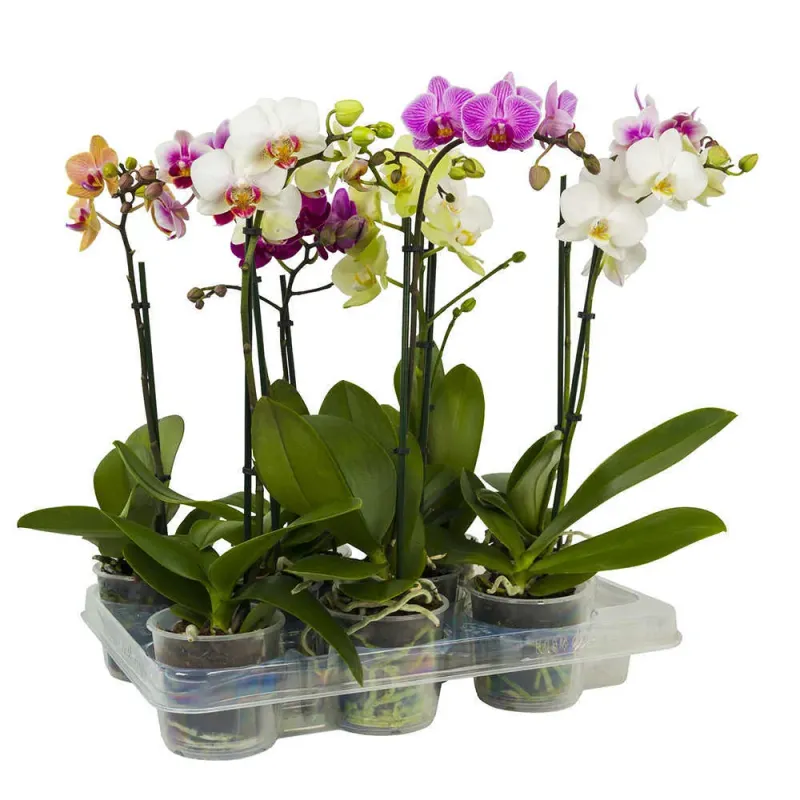 Planta Phalaenopsis 1Stem 12Cm H50