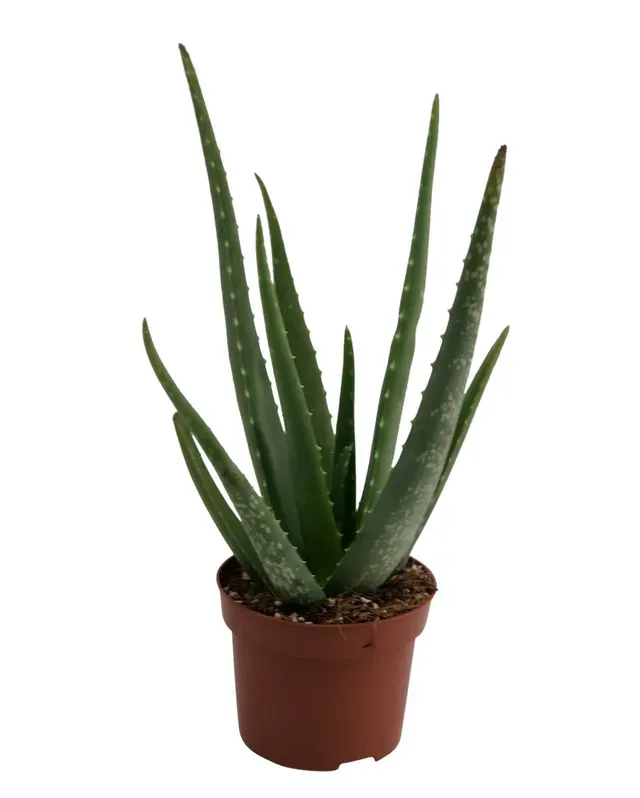 Planta in ghiveci Aloe Vera, 12 x 12 x 35 cm