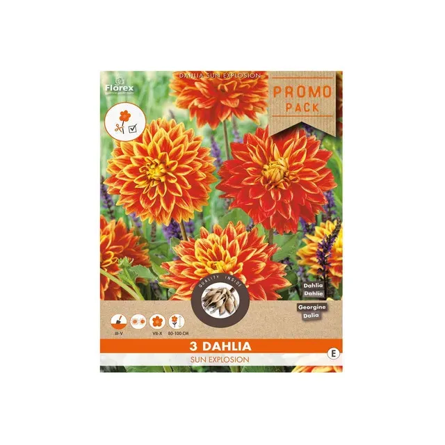 Bulbi flori Dahlia Sun Explosion, set plantare