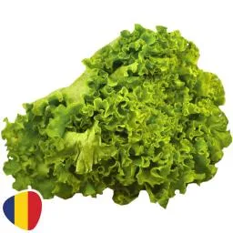 Salata creata Batavia