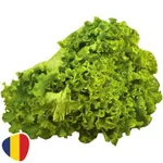 Salata creata Batavia