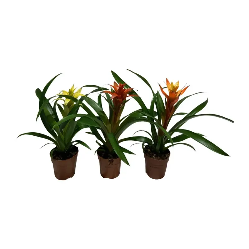 Floare la ghiveci Guzmania Sleeve, 12 x 40 cm, diverse culori