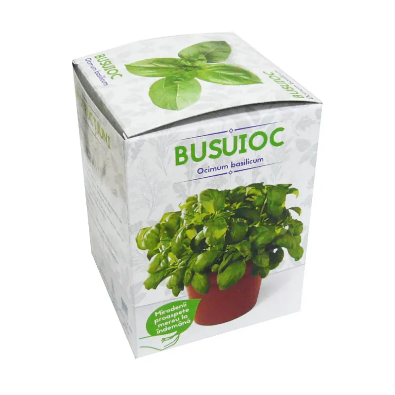 Busuioc /ocimum basilicum