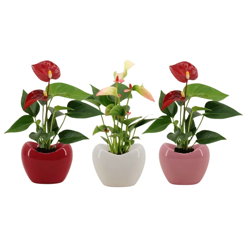 Anthurium Ceramica Love, planta ornamentala, D6 cm