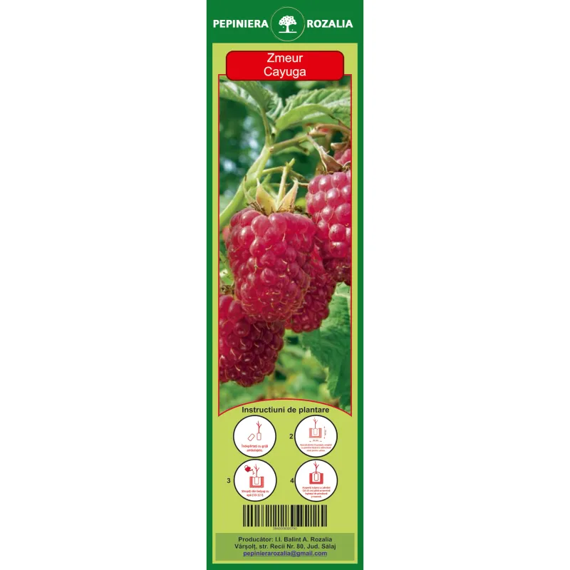 Arbust fructifer - Zmeur Cayuga 3734