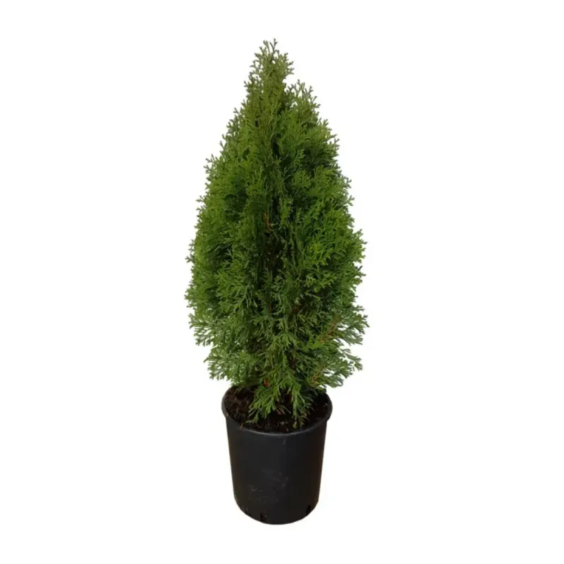 Thuja Smaragd, conifer ornamental, inaltime aprox. 80 cm