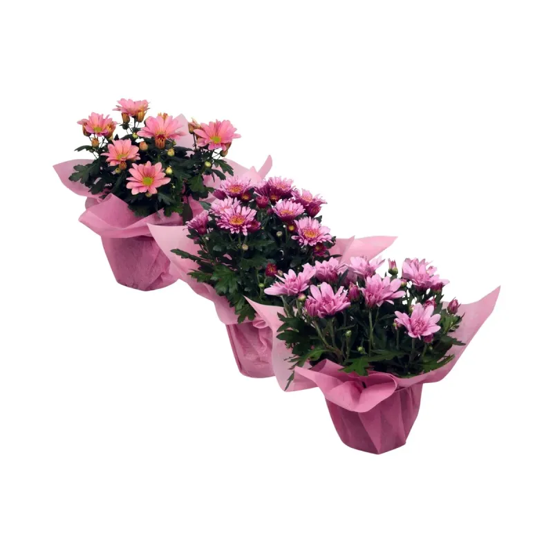 Planta in ghiveci Crizantema, diametru 13 cm