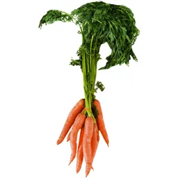 Morcovi legatura