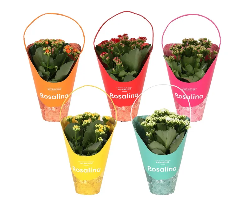 Kalanchoe Rosal, punga cu maner, D12 x H27 cm